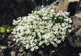 Arenaria tmollea